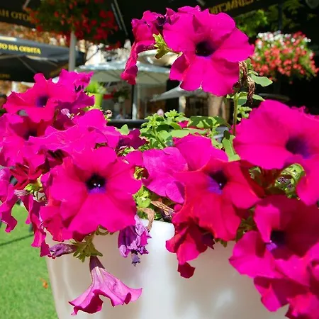 Yha Levitt Smart Sofya