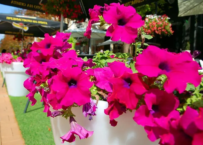 Yha Levitt Smart ソフィア